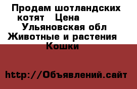 Продам шотландских котят › Цена ­ 5 000 - Ульяновская обл. Животные и растения » Кошки   